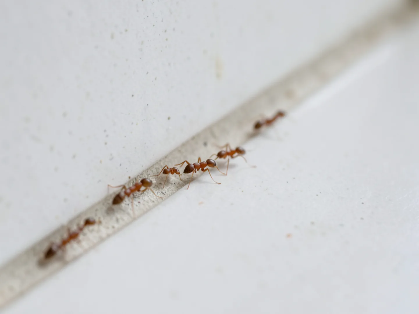 Foraging worker ants along kitchen counter backsplash in Midlothian